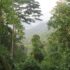 Bwindi-forest2