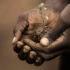 african-hands-holding-a-young-tree